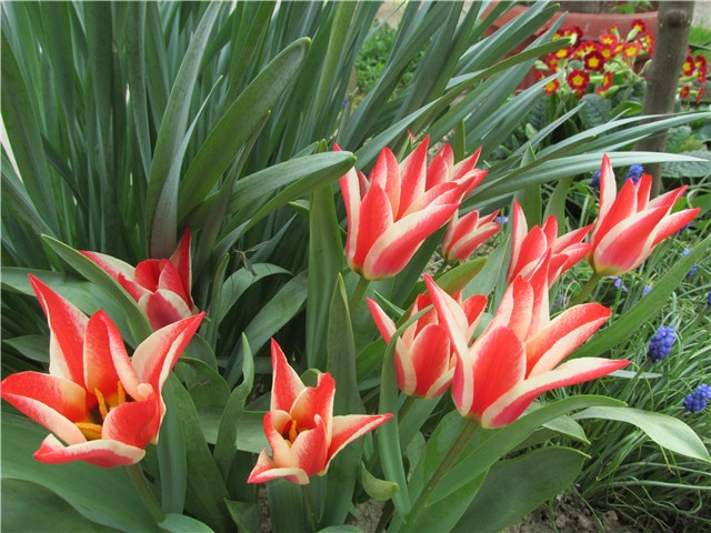 tulipani crveno bijeli